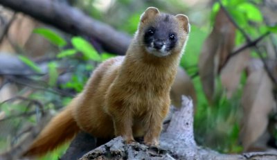 黄皮子讨封是什么意思 黄皮子讨封的事情是真的吗