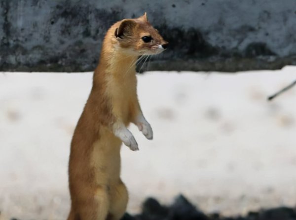 黄皮子讨封是什么意思