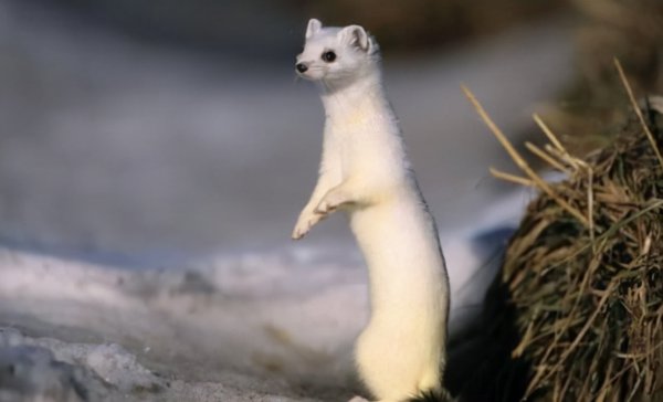 黄皮子讨封是什么意思