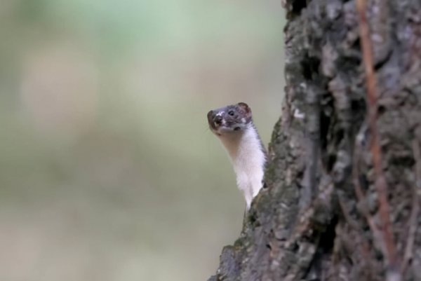 黄皮子讨封是什么意思