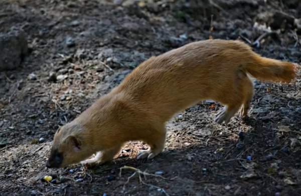 黄皮子讨封是什么意思
