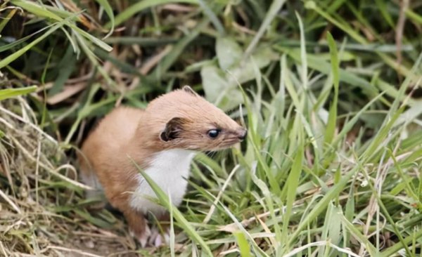 黄皮子讨封是什么意思