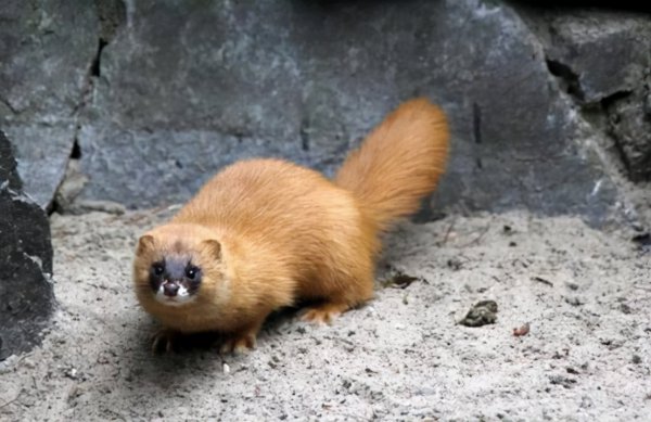 黄皮子讨封是什么意思