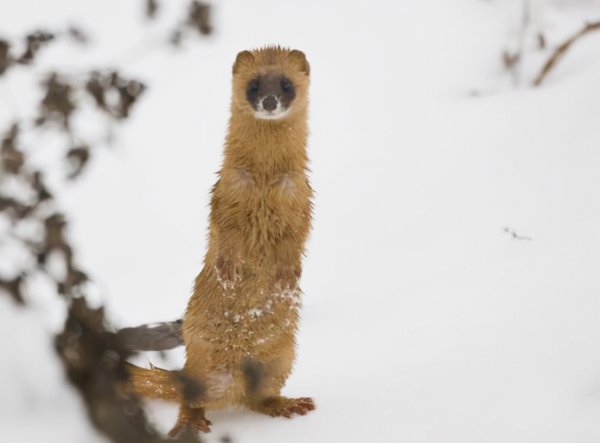 黄皮子讨封是什么意思