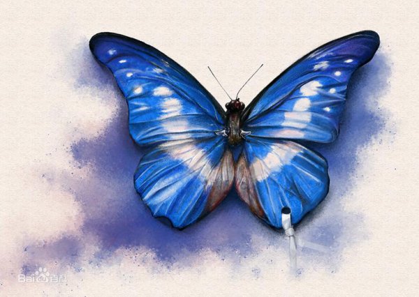 世界上第一漂亮的蝴蝶