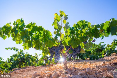 什么年树人什么年树木填空 十年树木百年树人什么意思