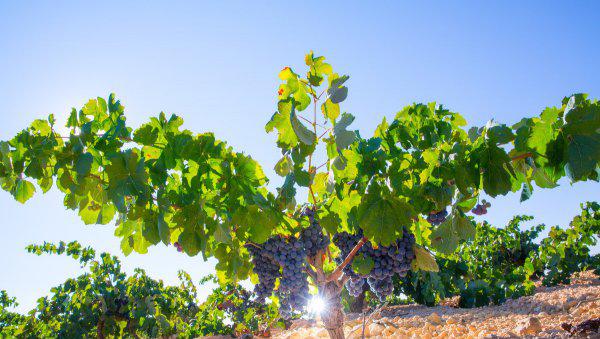 什么年树人什么年树木填空