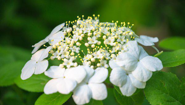 赵飞燕别传主要内容