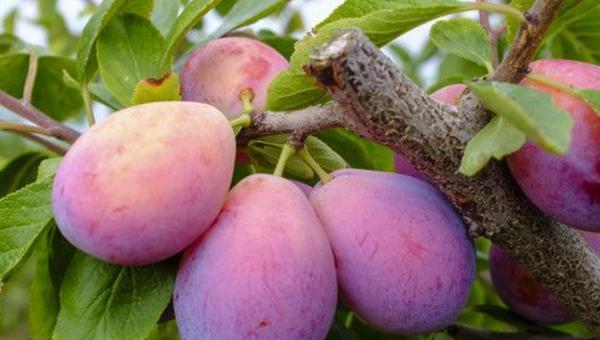 西梅产地在哪里