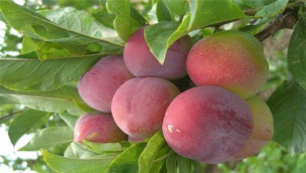 西梅产地在哪里