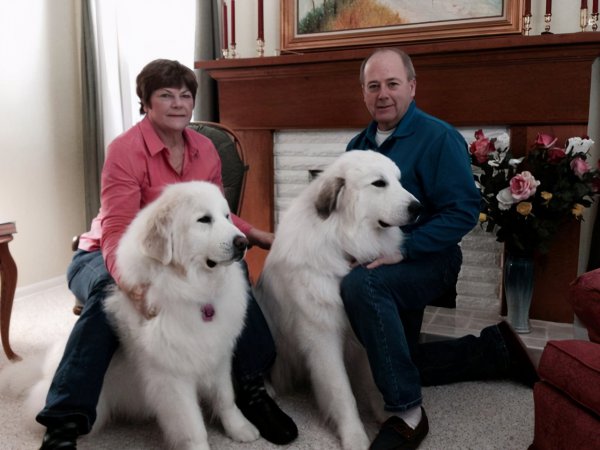 大型犬排名前十名