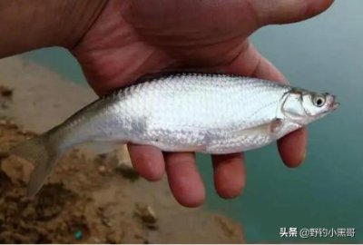 一天中钓白条最好时间 白条的生活习性及垂钓技巧