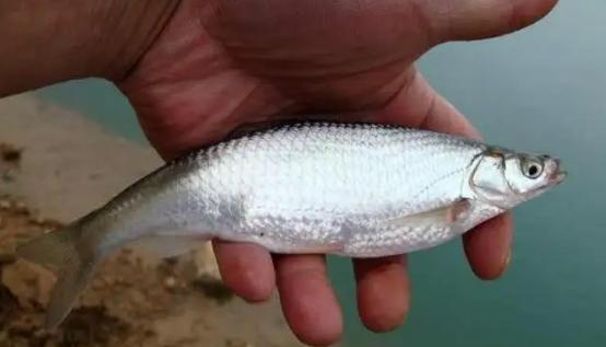 一天中钓白条最好时间