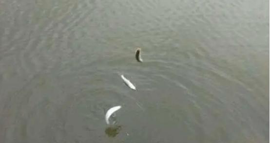 一天中钓白条最好时间