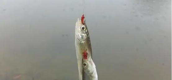 一天中钓白条最好时间