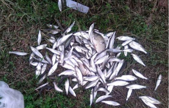 一天中钓白条最好时间