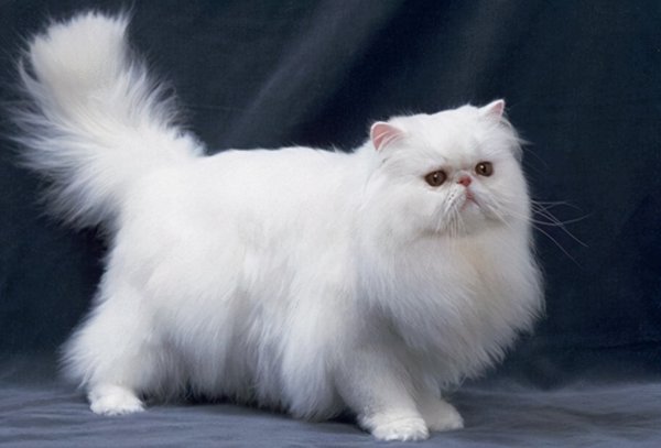 最漂亮的猫长什么样子