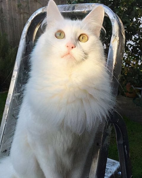 最漂亮的猫长什么样子