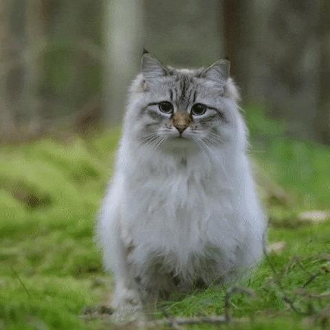 最漂亮的猫长什么样子