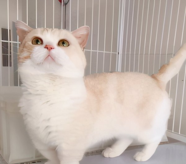 最漂亮的猫长什么样子