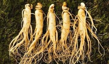 东北三宝是哪三宝