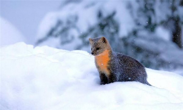 东北三宝是哪三宝