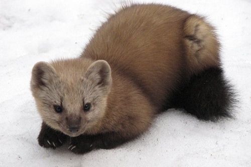 东北三宝是哪三宝