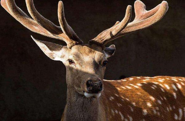 东北三宝是哪三宝