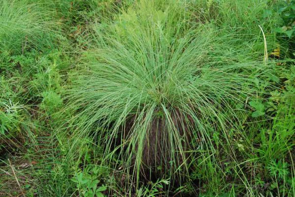 东北三宝是哪三宝