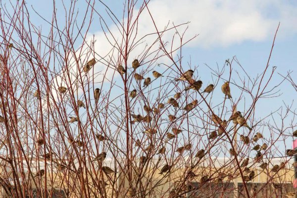 麻将的由来和历史简短