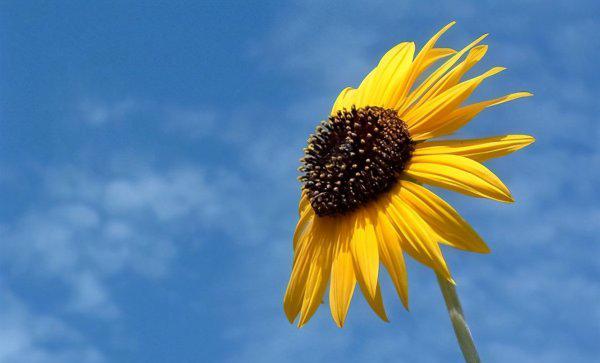 无能狂怒是什么心理