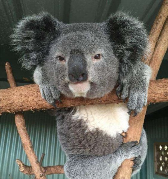 考拉是什么动物的别称