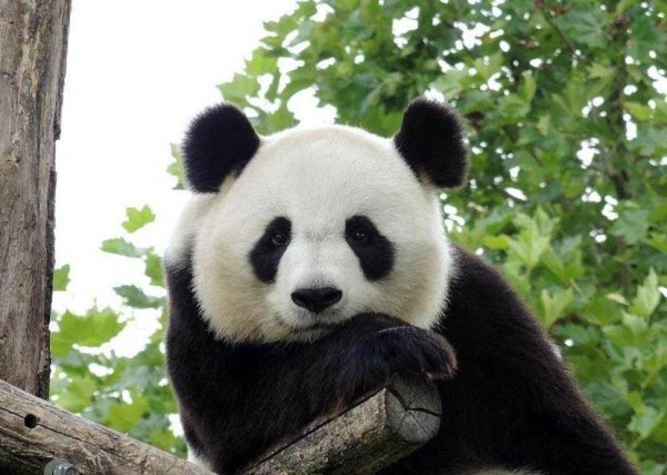 考拉是什么动物的别称