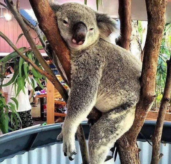 考拉是什么动物的别称