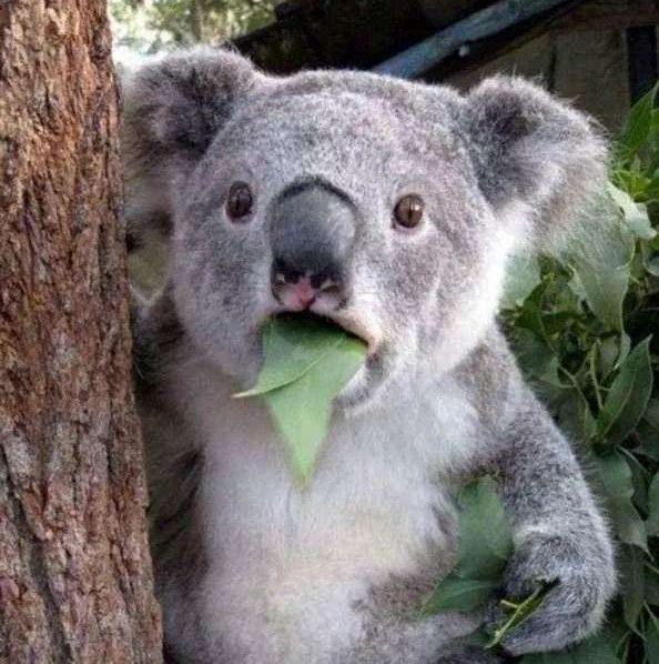 考拉是什么动物的别称