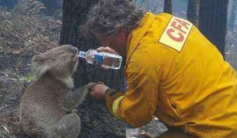 考拉是什么动物的别称