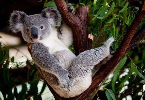 考拉是什么动物的别称