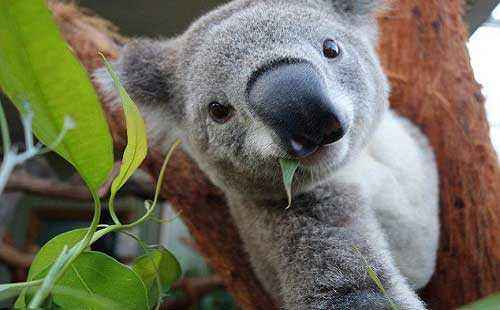 考拉是什么动物的别称