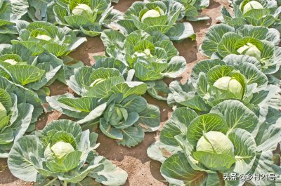 小苏打和白醋哪个杀虫效果好 小苏打和白醋能杀虫吗