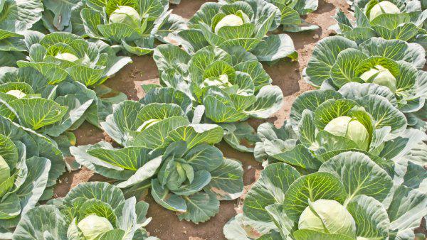 小苏打和白醋哪个杀虫效果好