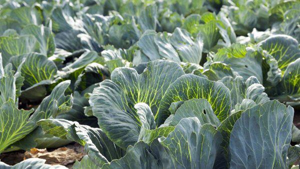 小苏打和白醋哪个杀虫效果好