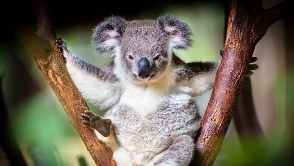 考拉是哪个国家的动物