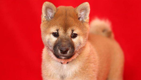 所谓的星期狗是什么意思