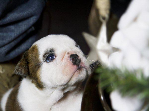 所谓的星期狗是什么意思