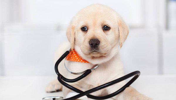 所谓的星期狗是什么意思