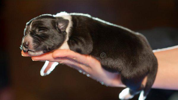 所谓的星期狗是什么意思