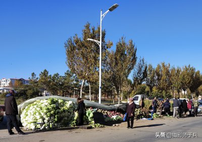 撇了菜是什么菜图片 俗称撇着吃的菜学名叫什么菜