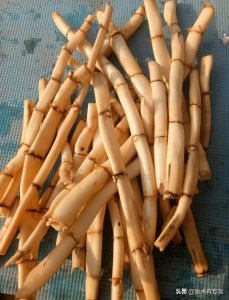 芦根是什么植物的根图片 中药芦根的功效作用简介