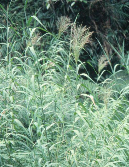 芦根是什么植物的根图片