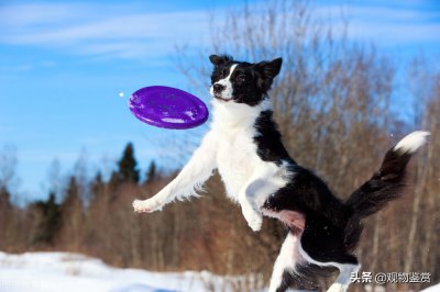 白尾巴狗为什么不能养 民间认为养白尾巴狗有什么禁忌